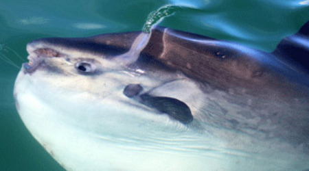 Whale Watching & Marine Safari Gansbaai